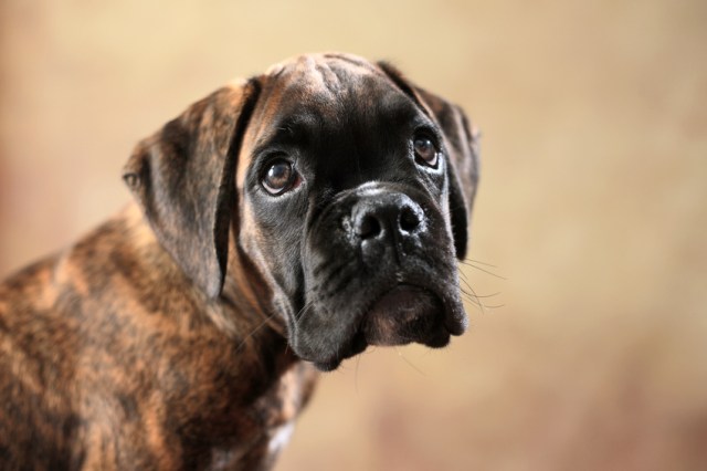 Boxerwelpe