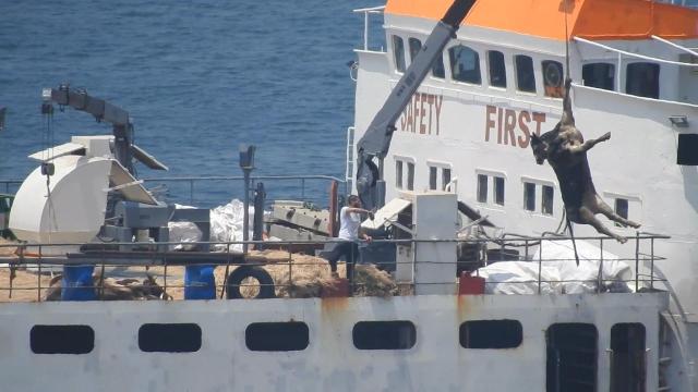 kuh-wird-verladen-100_1280x720